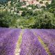 Flusskreuzfahrt Frankreich - Lavendel in der Provence