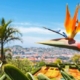 Studiosus Intensiver Leben - Madeira - Ferien auf der Blumeninsel