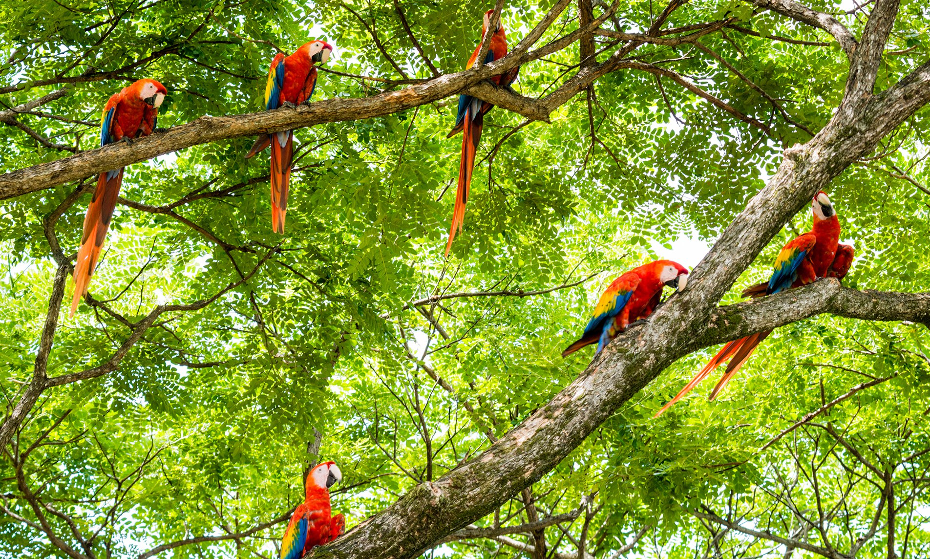 Schönheiten von Costa Rica, bei den Papageien